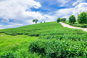 Fototapeta na wymiar Landscape of The tea fields in Thailand,