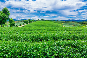 Landscape of The tea fields in Thailand,