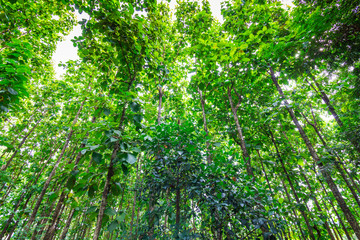 Forêts de teck dans le nord de la Thaïlande