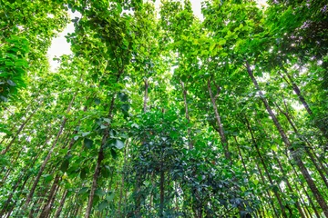 Cercles muraux Arbres Forêts de teck dans le nord de la Thaïlande