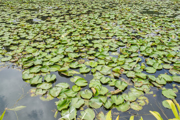 lotus lagoon in thailand