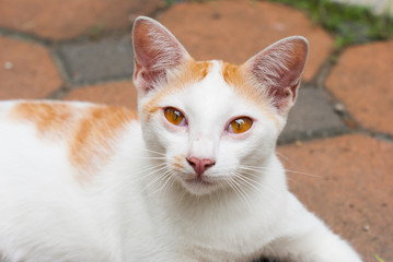 Naklejka na ściany i meble cat with white markings, pink nose and colored eyes
