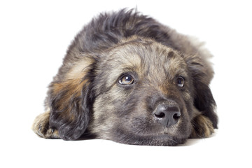 fluffy puppy lying