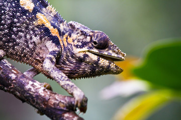 Naklejka premium Nice colorful chameleon, cameleon lizard on madagascar