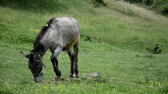 donkey mule on a meadow