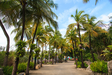 Fototapeta na wymiar Coconut trees in the park