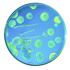 Growth of pathogenic bacteria populations populations from comme