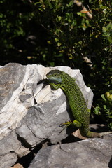 Lézard vert occidental (lacerta bilineata)