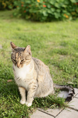 cat on the countryside way