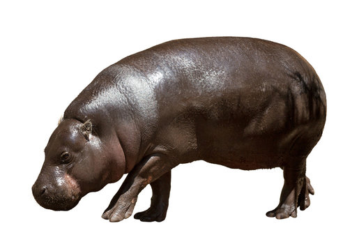 Female hippopotamus