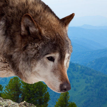 Head of wolf  against wildness