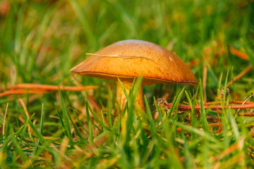 mushroom on glade