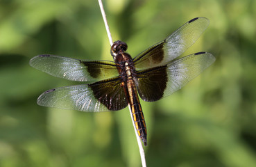 Female Widow Skimmer