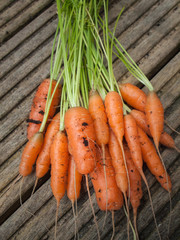 freshly harvested carrots