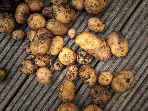 freshly harvested potatoes