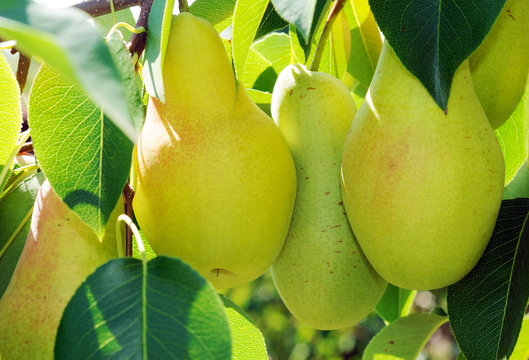 Three ripe pears on the tree