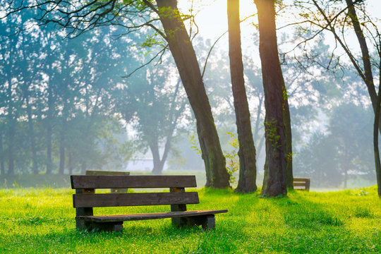 bench in the natural park of the city in the morning