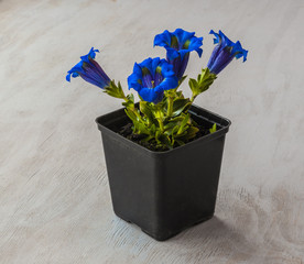 Gentian (Gentiana grandiflora)  plant in a flowering pot
