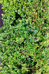 closeup of green leaves outdoor as texture background