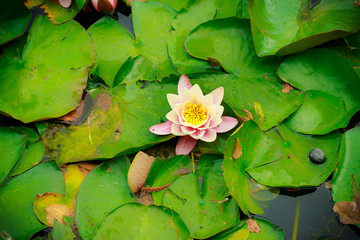 closeup of water lily in pond. garden white pink flowers