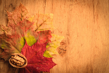 Walnut on colorful autumn leaves.