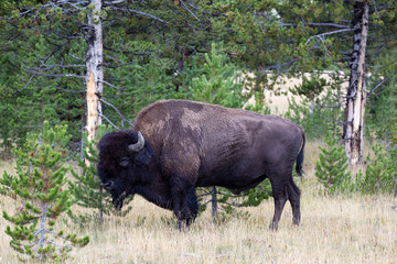 North American Buffalo Grazing near edge of woods during late su