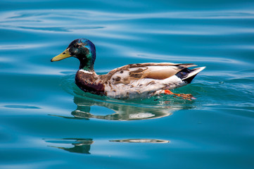 Ente im spiegelnden Wasser