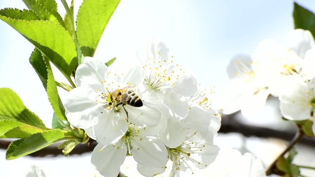 honey bees collect flower nectar