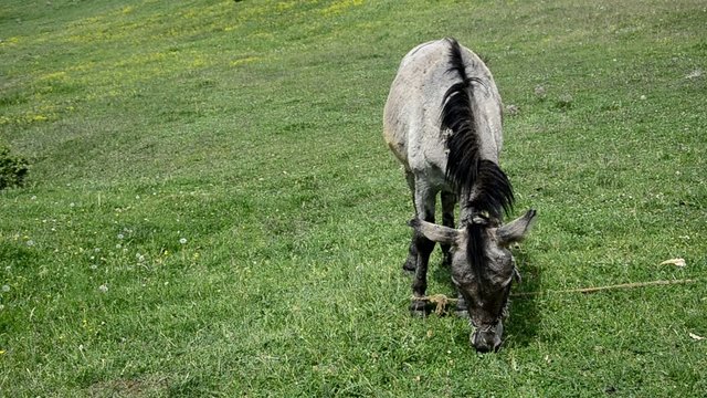 donkey mule on the grass medow