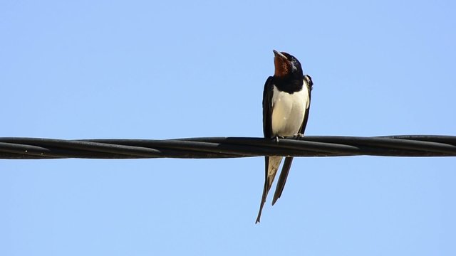 barn swallow, sterna hirundo, bird of the world