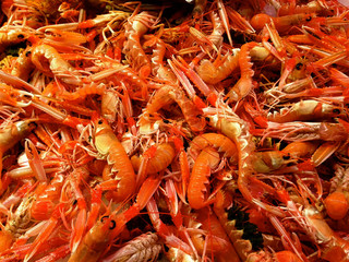 Frischer Fang Garnelen