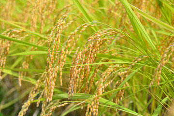 実る稲穂