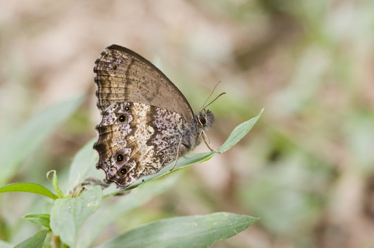 Borboleta na Mata Atlântica