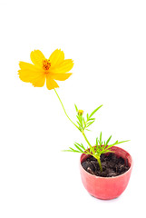 Cosmos flower stalk in small pot on white