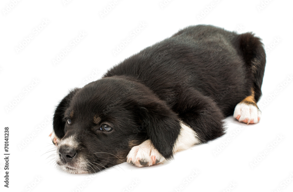 Wall mural puppy isolated