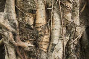 Bark