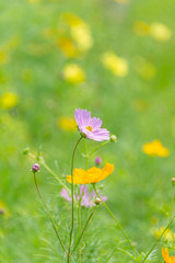 秋の花 コスモス