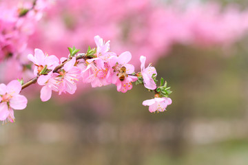 Peach blossom