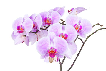 Fototapeta na wymiar Pink orchid isolated on a white backfround