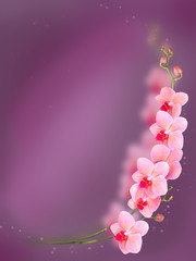 Fototapeta na wymiar Pink orchid isolated
