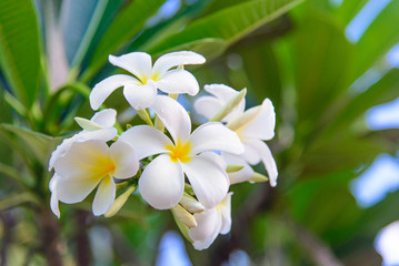 Plumeria (frangipani) flower with leaves at tree branch