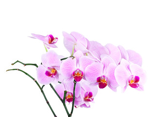 Naklejka na ściany i meble Pink orchid isolated on a white background