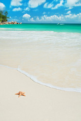 Sea star at beach Anse Georgette at island Praslin, Seychelles