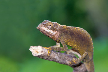 Calumma tigris - Seychelles chamaleon portrait, endemic