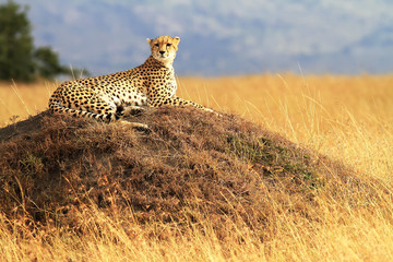Cheetah on the Masai Mara in Africa