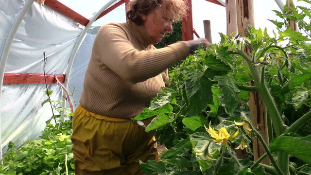 Old senior gardener woman care tomatoes plants in greenhouse