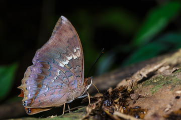 The scarce rajah butterfly is sucking food