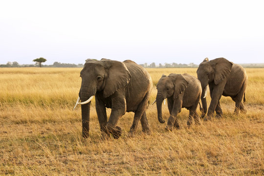 Family of Elephants on the Masai Mara