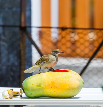 Streak-eared Bubul bird (Pycnonotus blanfordo) on fruit