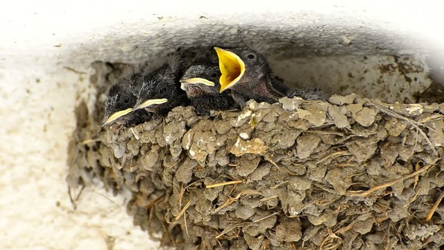 Swallow Baby Chicks Feeding in Nest
